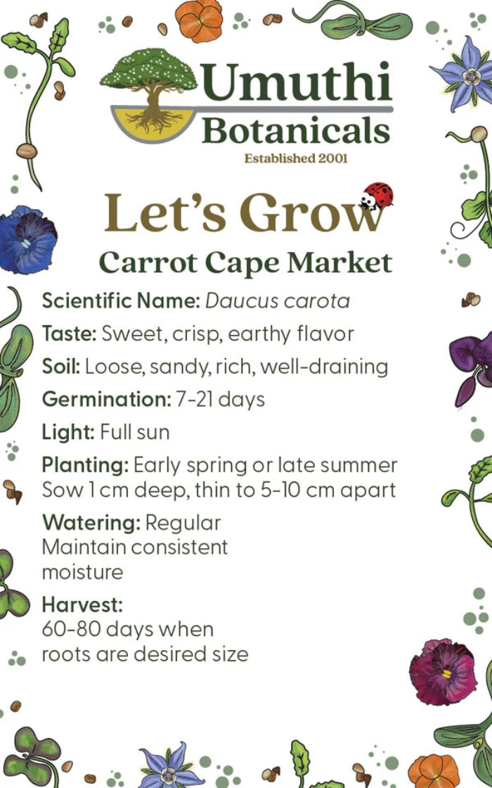 Umuthi Carrot (Cape Market) Seeds