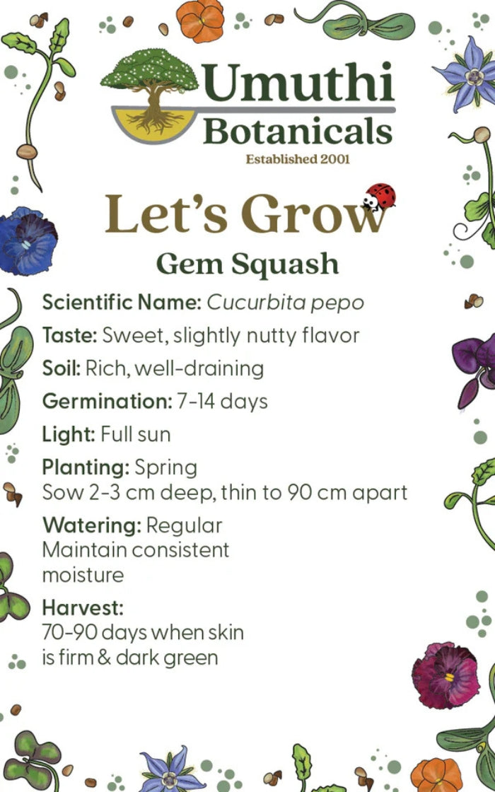 Umuthi Gem Squash (Rolet) Seeds