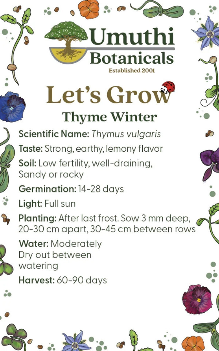 Umuthi Thyme (Winter) Herb Seeds