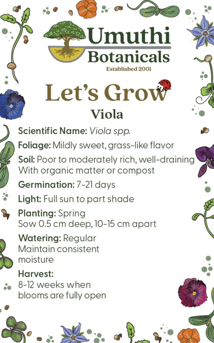 Umuthi Viola Black Delight (Edible Flowers) Growing Seeds
