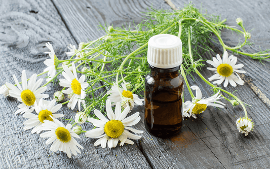 Oilology: Chamomile