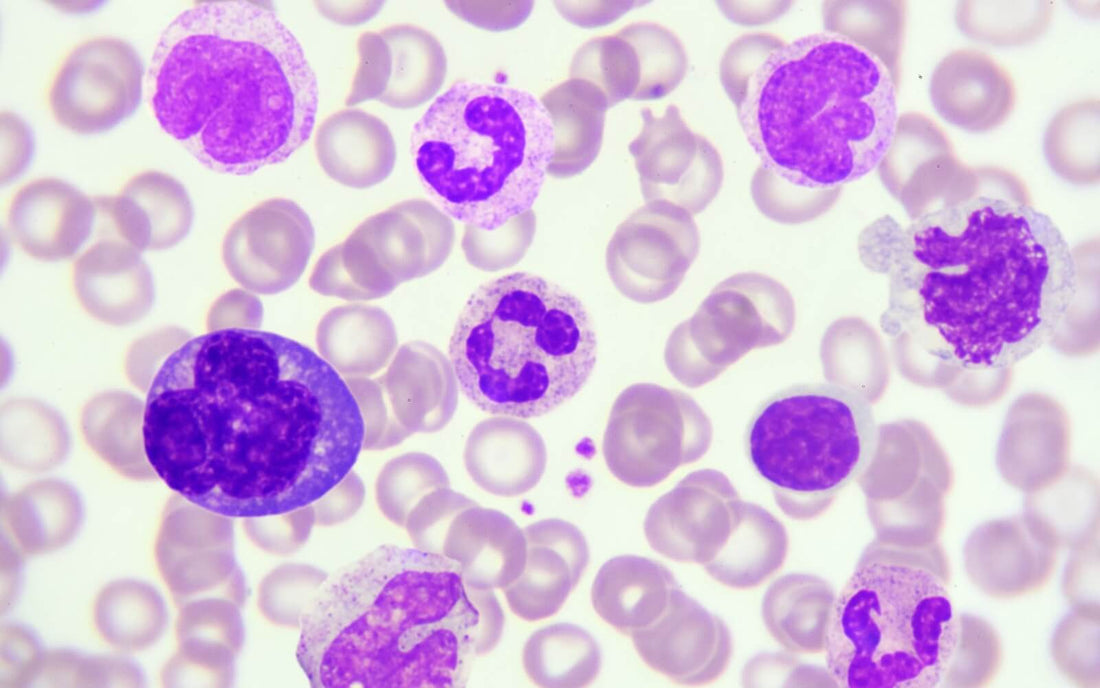 Getting Over Winter Illness, Low White Blood Cell Count and How to Combat It Naturally