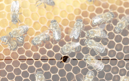 The Honeybee Heroes: Safeguarding the little guy that safeguards us