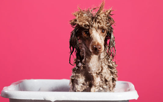The Natural Pet P2 - DIY Shampoos and Rinses