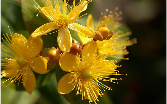 St. John's Wort: Nature's Skincare Secret