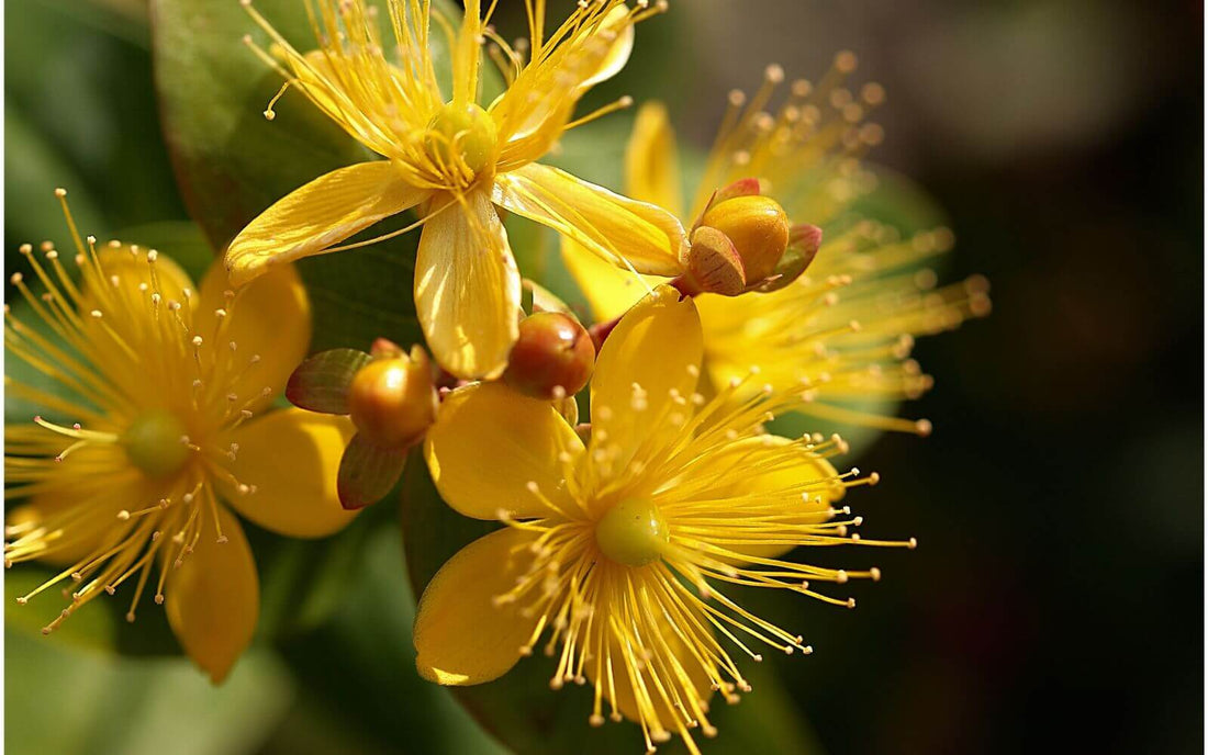 St. John's Wort: Nature's Skincare Secret