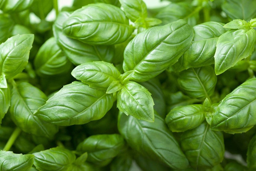 Oilology: Sweet Basil