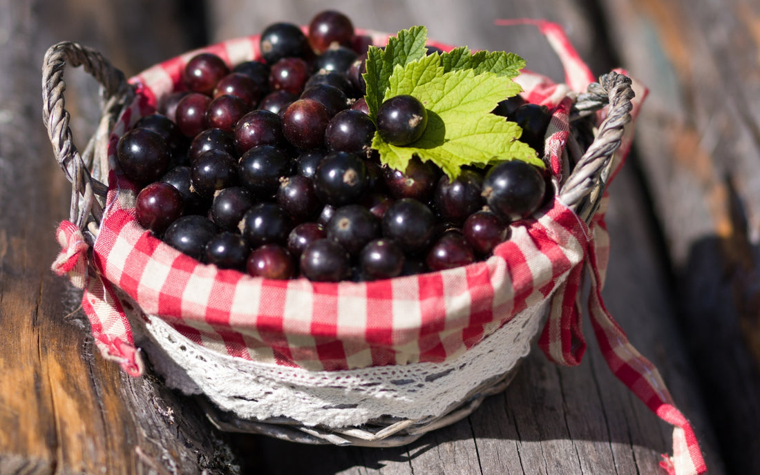 Why You Should Consider Black Currant Seed Oil for Your Health and Skincare Routine