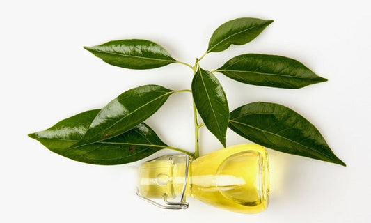 Oilology: Camphor