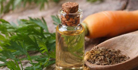 Oil of the Week: Not-so common Carrot Oil