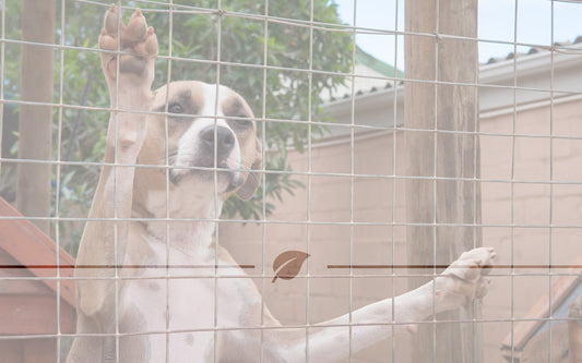 helderberg animal welfare kennels