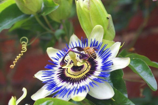 Herbs and Flowers for Stress, Insomnia and Anxiety