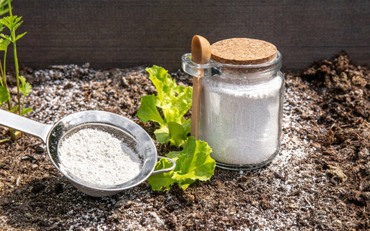 Everything You Need To Know About Diatomaceous Earth: Food-grade VS Non-Food-Grade