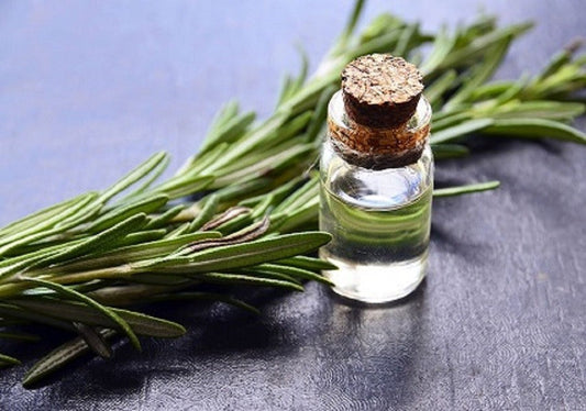 Oilology: Rosemary, the Cognitive Support All-Rounder