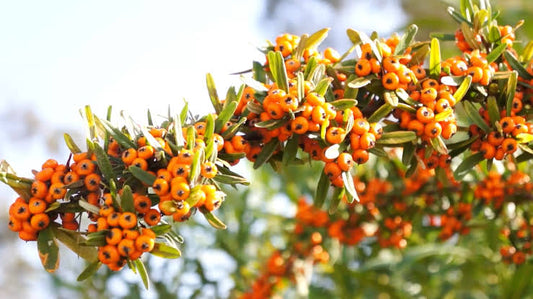 Oilology: Sea Buckthorn Berry Oil