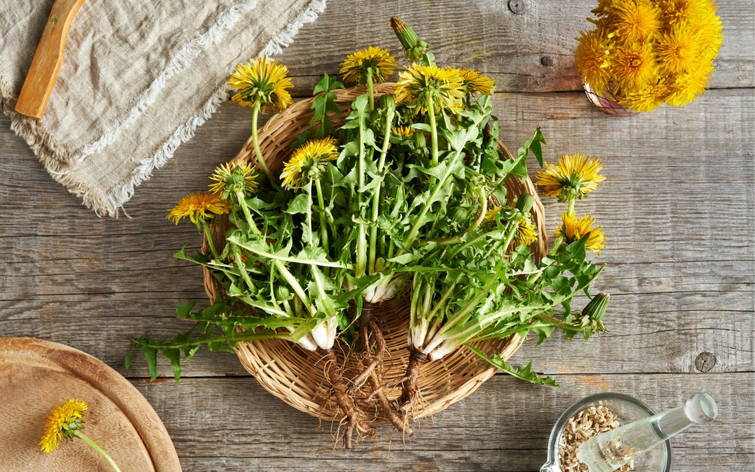 The Benefits of Dandelion