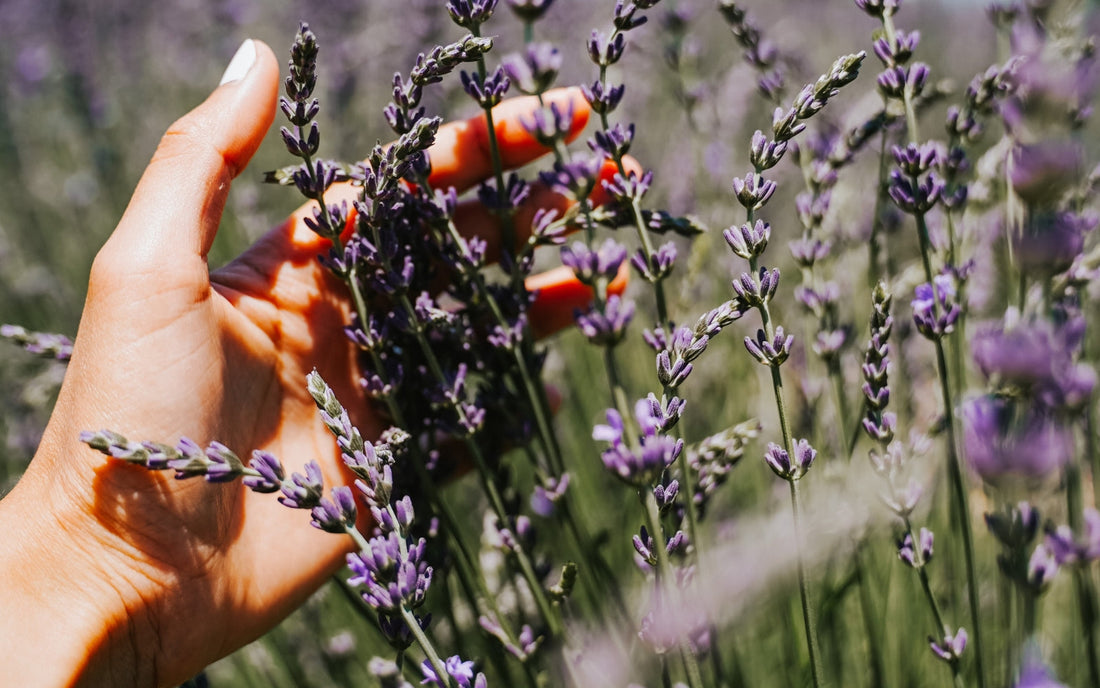 Why Flowers (and Bees) Might Just Save Your Self-Care Routine… and the Planet