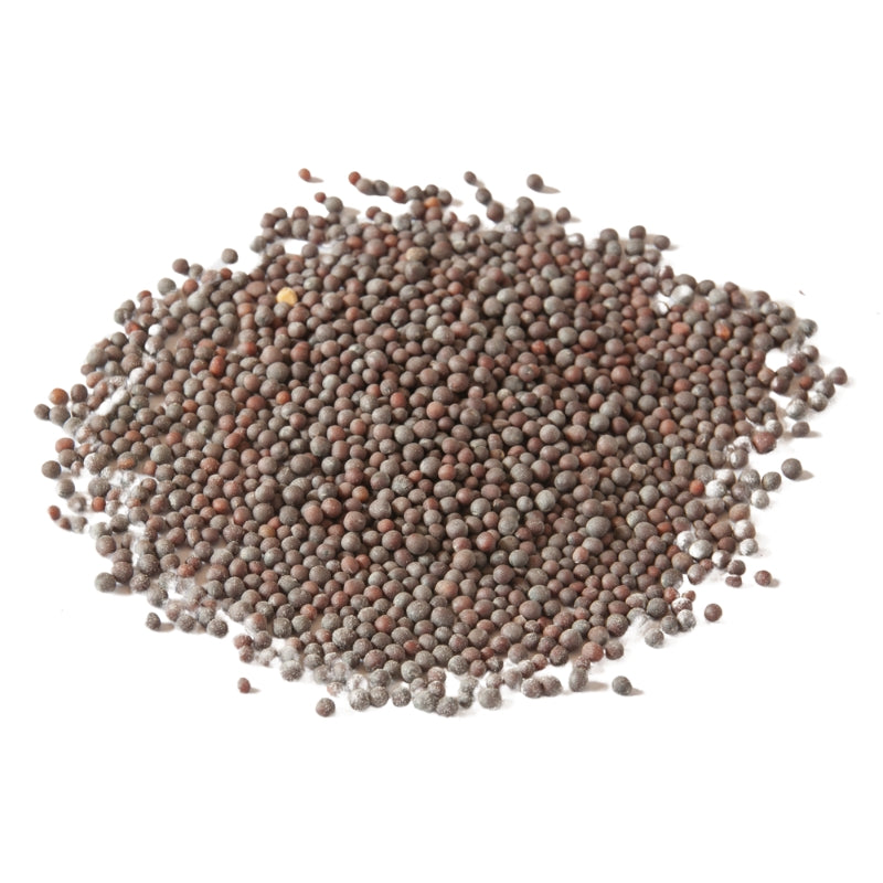 Black Mustard Seeds (Brassica nigra) Dried - Bulk