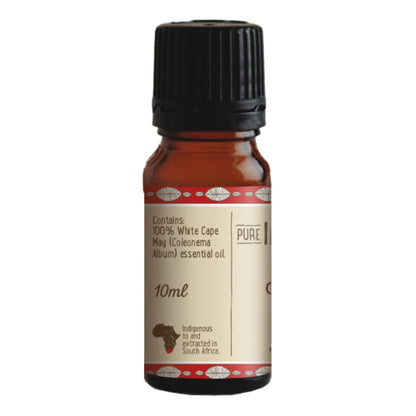 Pure Indigenous Cape May Essential Oil