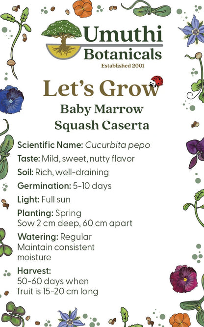 Umuthi Baby Marrow Growing Seeds