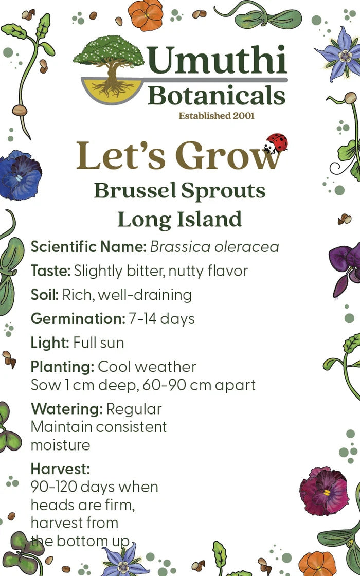 Umuthi Brussel Sprouts (Long Island) Seeds