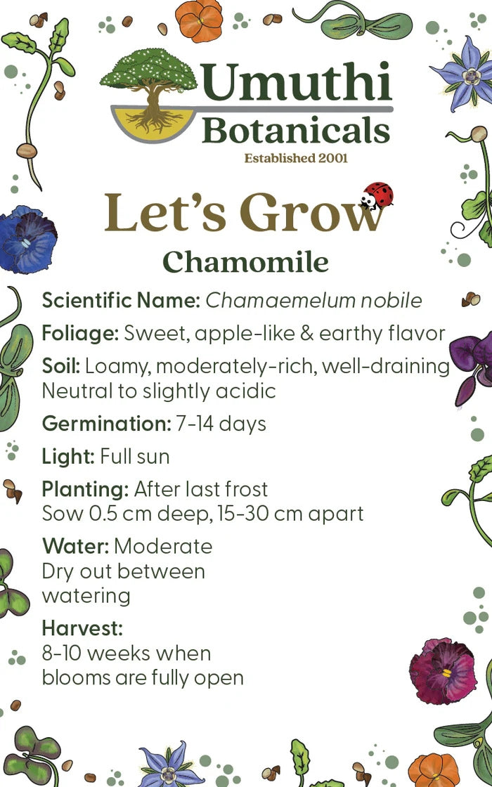 Umuthi Chamomile (Edible Flowers) Seeds