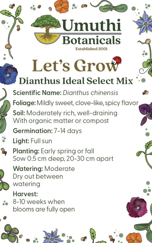 Umuthi Dianthus (Edible Flowers) Seeds