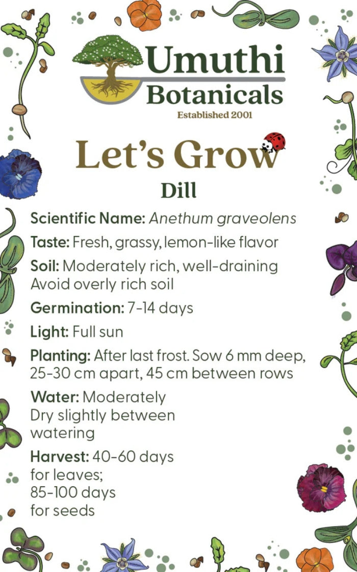 Umuthi Dill Herb Seeds