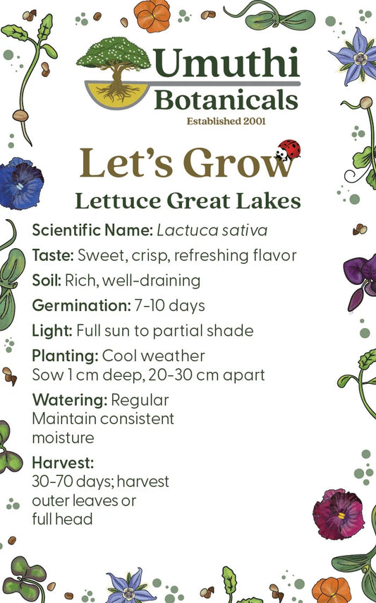 Umuthi Lettuce (Great Lakes) Seeds