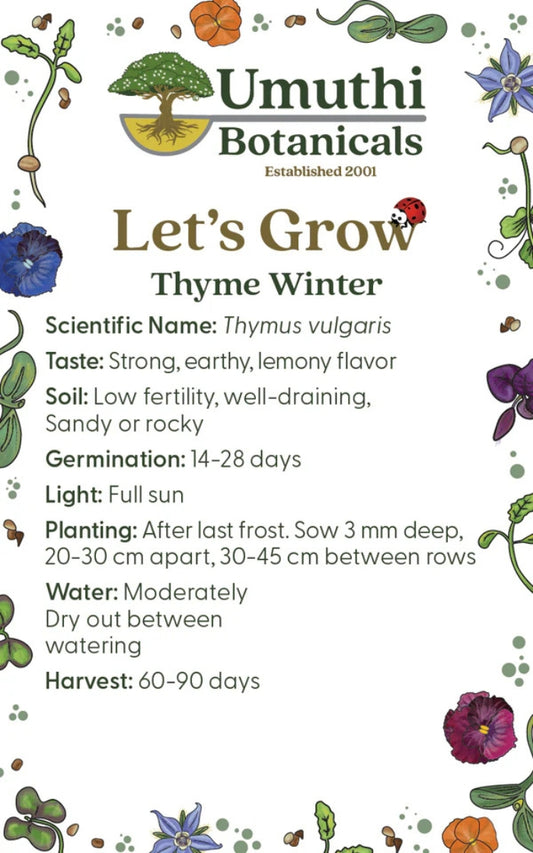 Umuthi Thyme (Winter) Herb Seeds